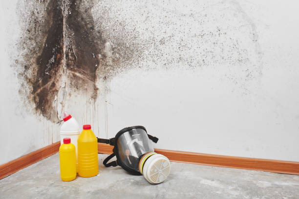 Best Affordable Mold Removal  in Allentown, NJ