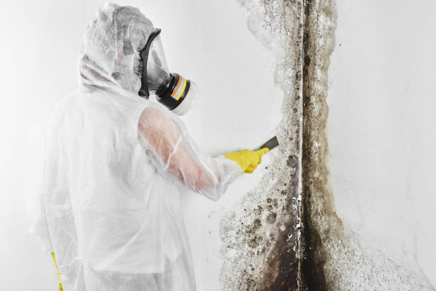 Best Emergency Mold Removal  in Allentown, NJ