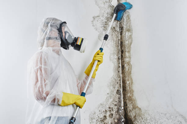 Best Office Mold Removal Services  in Allentown, NJ