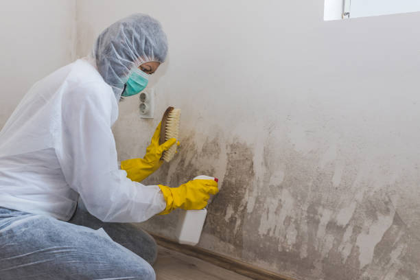 Best Commercial Mold Removal  in Allentown, NJ