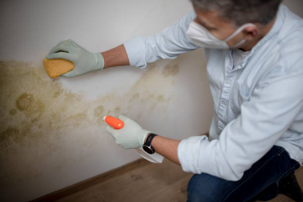 Best Affordable Mold Removal  in Allentown, NJ