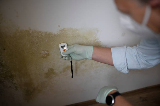 Best Professional Mold Removal  in Allentown, NJ