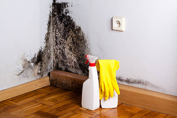 Best Professional Mold Removal  in Allentown, NJ