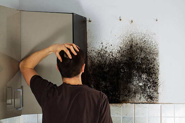 Professional Mold Removal in Allentown, NJ