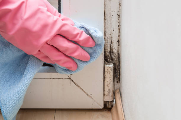 Best Toxic Mold Removal  in Allentown, NJ