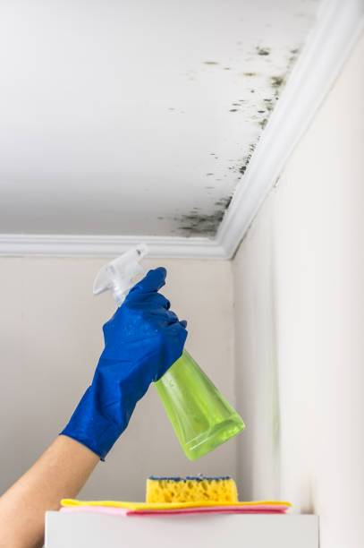 Best Emergency Mold Removal  in Allentown, NJ