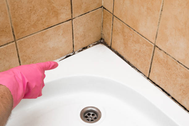 Trusted Allentown, NJ Mold Removal Experts
